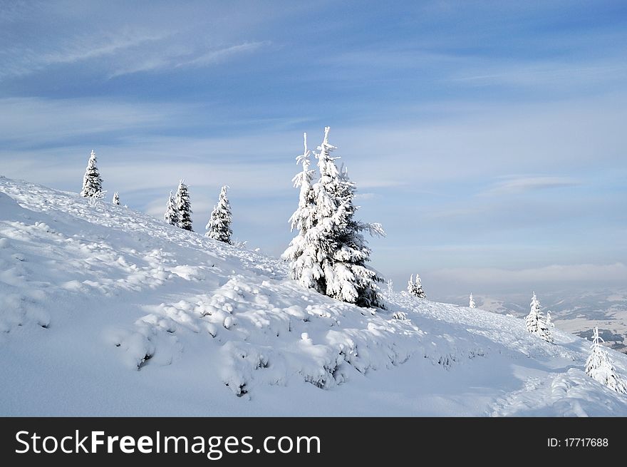 White snowy fir trees on the slope