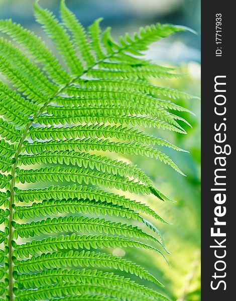 Green leaves of wild young fern in spring for floral background. Green leaves of wild young fern in spring for floral background