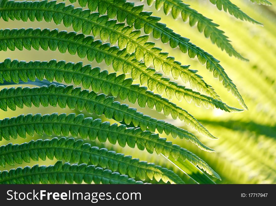 Green leaves of wild young fern in spring for floral background. Green leaves of wild young fern in spring for floral background