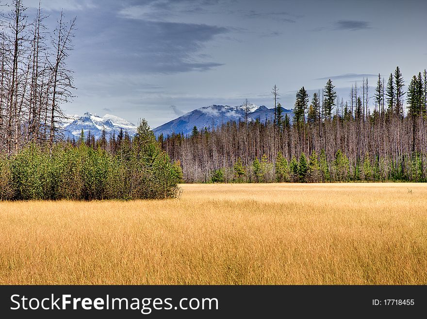 Golden Meadow in Glacier National Park. New growth reclaiming burned area. Golden Meadow in Glacier National Park. New growth reclaiming burned area