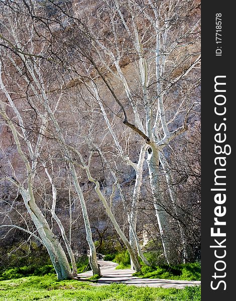 Birch trees line path at Montezuma's Castle National Monument near Sedona, AZ. Birch trees line path at Montezuma's Castle National Monument near Sedona, AZ