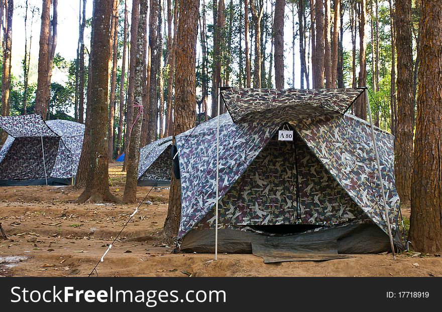Tent  In The Forest