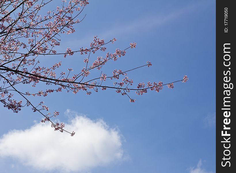 Pink Sakura Flower And Blue Sky