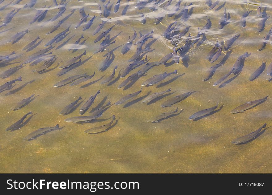 Rainbow trout fish in the fresh water