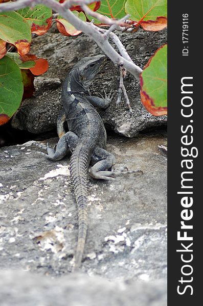 Tropical beach lizard found sun bathing on some lava rocks