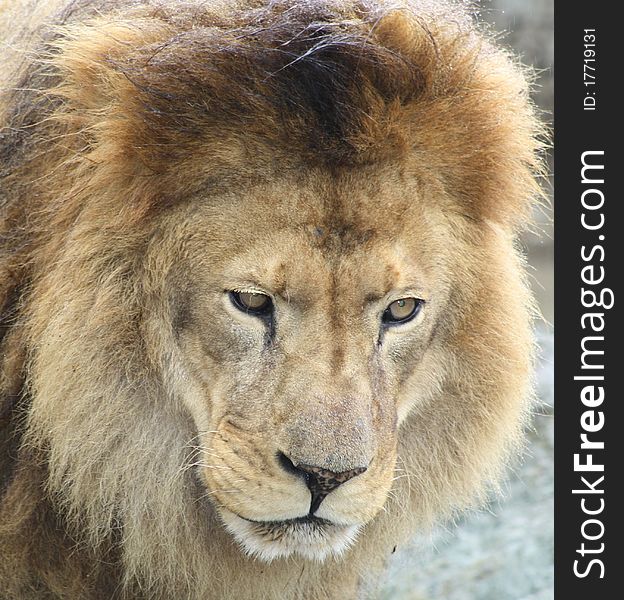 African Lion looking very thoughtful