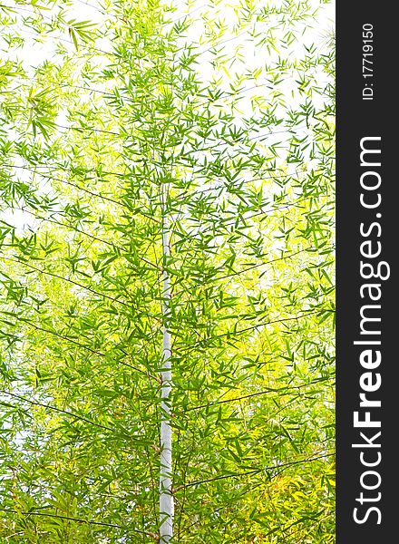 Bamboo leaves and branch for background