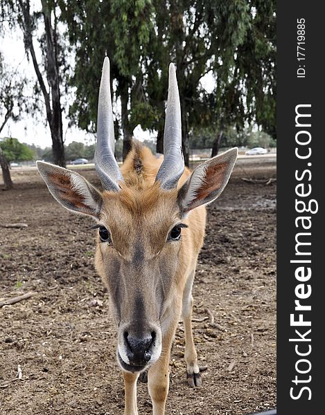 Antelope in a zoo safari in Israel