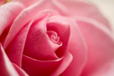 Floral Background Of Pink Tender Blooming Roses, Macro Photo Stock Photography