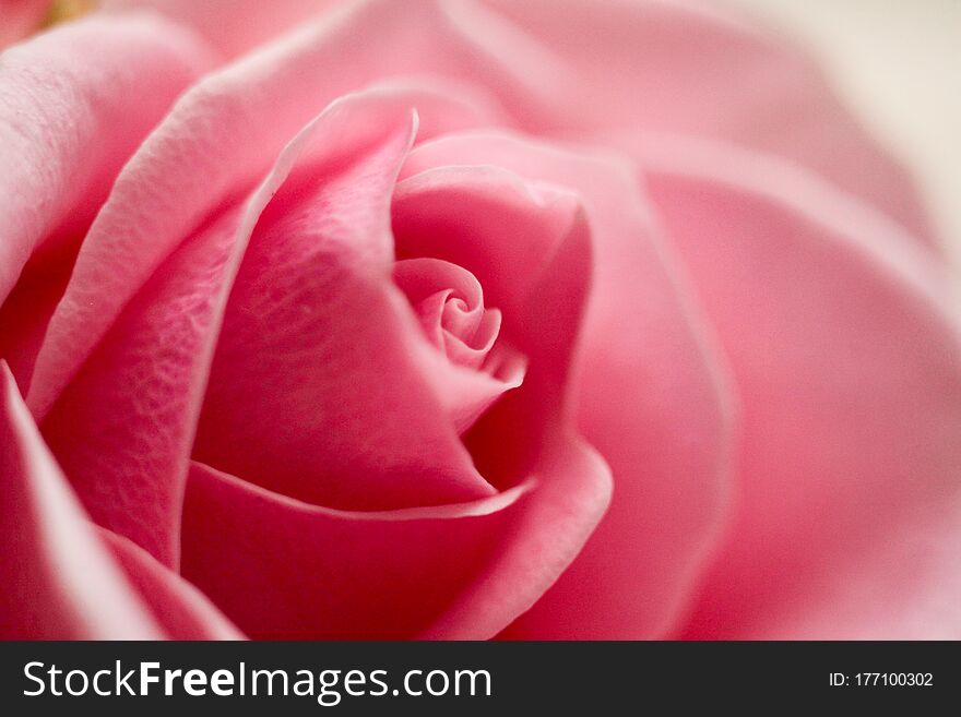 Floral Background Of Pink Tender Blooming Roses, Macro Photo