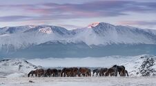 Herd Of Free-Living Horses With Hoarfrost Tails And Manes Peacefully Grazes Against The Snow-White North-Chuya Ridge.Steed On Free Royalty Free Stock Photography