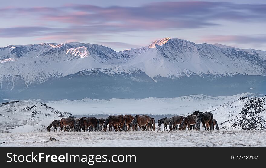 Herd Of Free-Living Horses With Hoarfrost Tails And Manes Peacefully Grazes Against The Snow-White North-Chuya Ridge.Steed On Free Pasture, Winter Freezing Day.Free Grazing Hoss. Life in Siberia,Altai Mountains