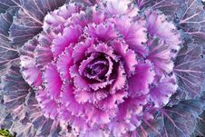 Red Decorative Cabbage Stock Photos Red Decorative Cabbage Stock Photos