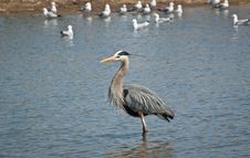 Great Blue Heron Wading In A Suburban Pond Stock Photo Great Blue Heron Wading In A Suburban Pond Stock Photo
