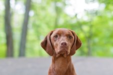 Vizsla Dog (Hungarian Pointer) Portrait Stock Photo Vizsla Dog (Hungarian Pointer) Portrait Stock Photo
