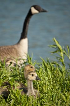 Canada Goslings With Goose Stock Photography Canada Goslings With Goose Stock Photography
