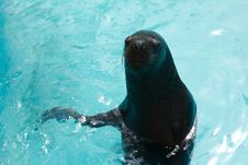 Sea Lion In Pool Stock Image Sea Lion In Pool Stock Image
