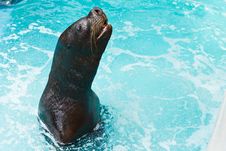 Sea Lion Waiting The Fish Royalty Free Stock Images