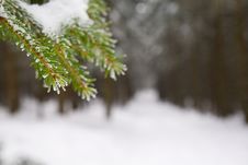 Winter In Forest Royalty Free Stock Photography