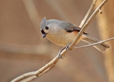 Tufted Titmouse, Baeolophus Bicolor Royalty Free Stock Images