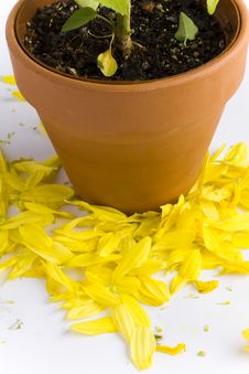 Potted Plant Shedding Flower Petals Royalty Free Stock Photo Potted Plant Shedding Flower Petals Royalty Free Stock Photo