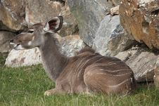 Greater Kudu Royalty Free Stock Image Greater Kudu Royalty Free Stock Image