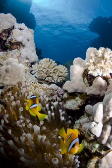 Clownfish On A Coral Reef Stock Images Clownfish On A Coral Reef Stock Images