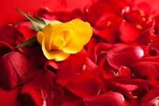 Red Roses Petals Valentine S Day Stock Photography Red Roses Petals Valentine S Day Stock Photography