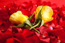 Red Roses Petals Valentine S Day Royalty Free Stock Images Red Roses Petals Valentine S Day Royalty Free Stock Images