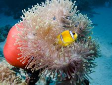 Clownfish Royalty Free Stock Image Clownfish Royalty Free Stock Image