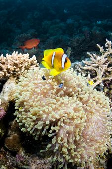Clownfish Royalty Free Stock Image Clownfish Royalty Free Stock Image