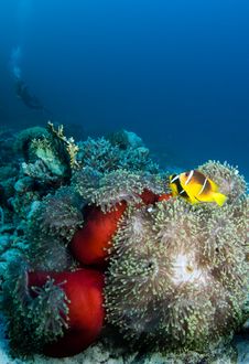 Clownfish With Diver Royalty Free Stock Photos Clownfish With Diver Royalty Free Stock Photos