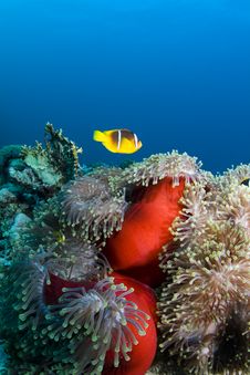 Clownfish Royalty Free Stock Photo Clownfish Royalty Free Stock Photo