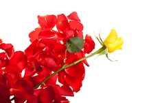 Red Roses Petals Valentine S Day Stock Images Red Roses Petals Valentine S Day Stock Images