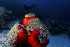 Clownfish And Diver Royalty Free Stock Photos Clownfish And Diver Royalty Free Stock Photos