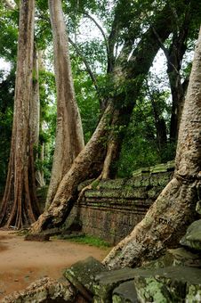 Ta Prohm Temple, Cambodia Stock Images Ta Prohm Temple, Cambodia Stock Images