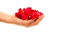 Red Rose Petals In Woman S Hand Isolated Royalty Free Stock Images Red Rose Petals In Woman S Hand Isolated Royalty Free Stock Images