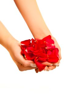 Red Rose Petals In Woman S Hand Isolated Royalty Free Stock Photos Red Rose Petals In Woman S Hand Isolated Royalty Free Stock Photos