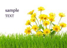Flower And Green Grass Royalty Free Stock Images Flower And Green Grass Royalty Free Stock Images
