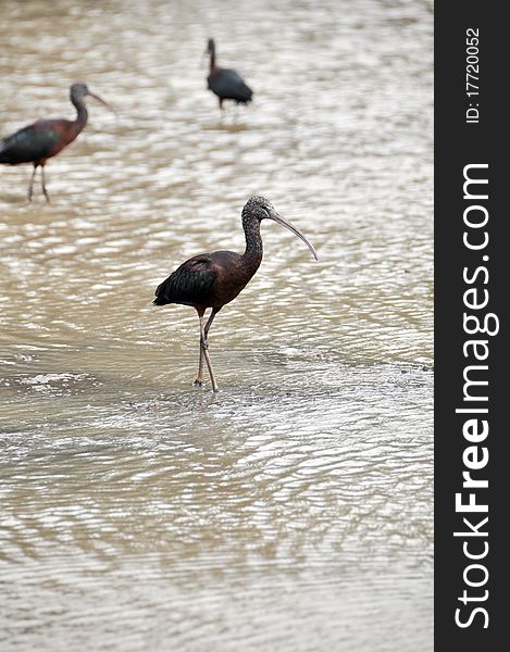 Birds on the lake in a zoo safari in Israel