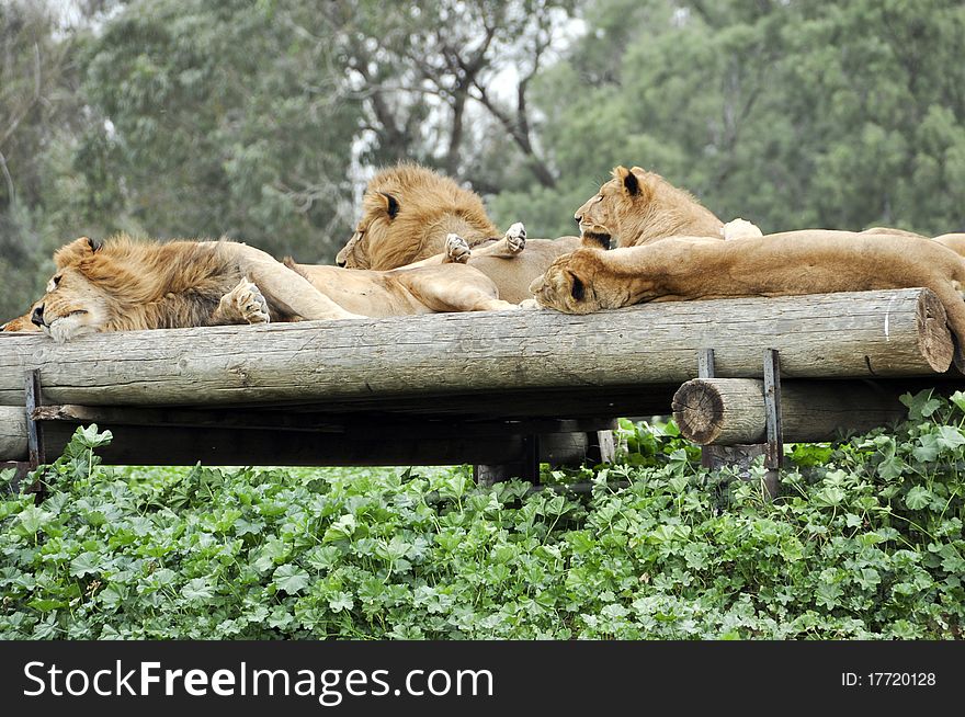 Lions resting in a zoo safari in Israel