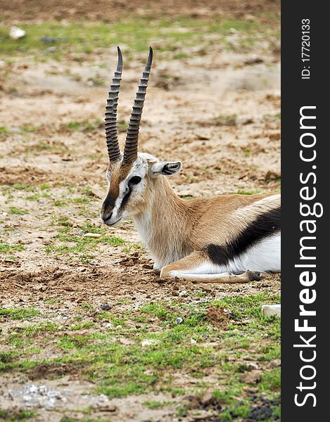 Antelope in a zoo safari in Israel