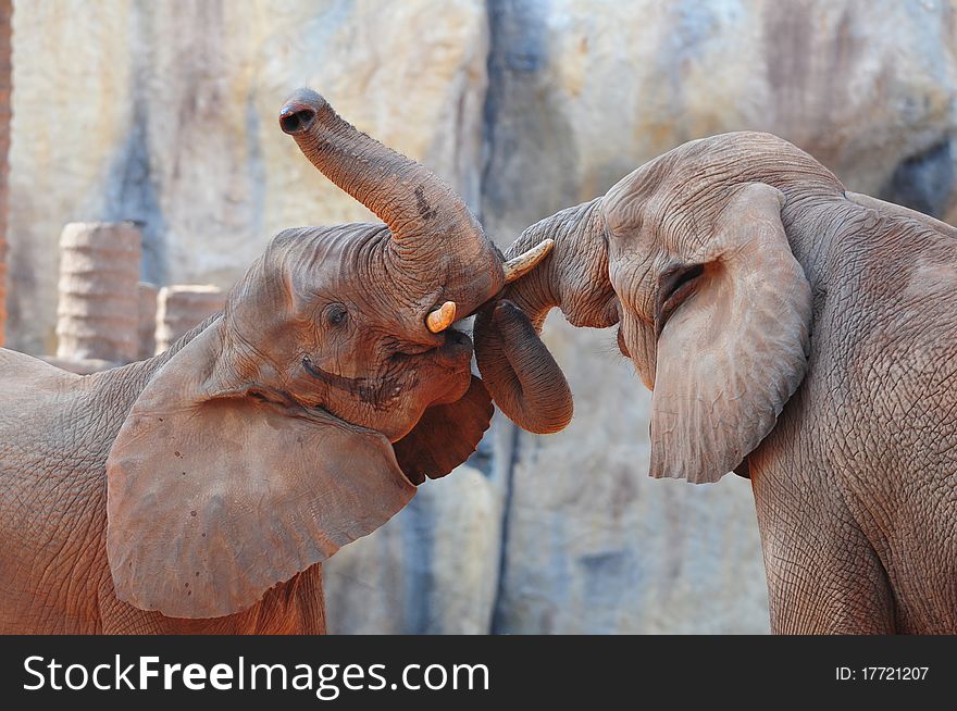 Two African Elephants in action. Two African Elephants in action