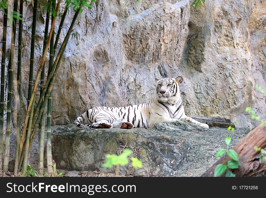 White Tiger in a Zoo