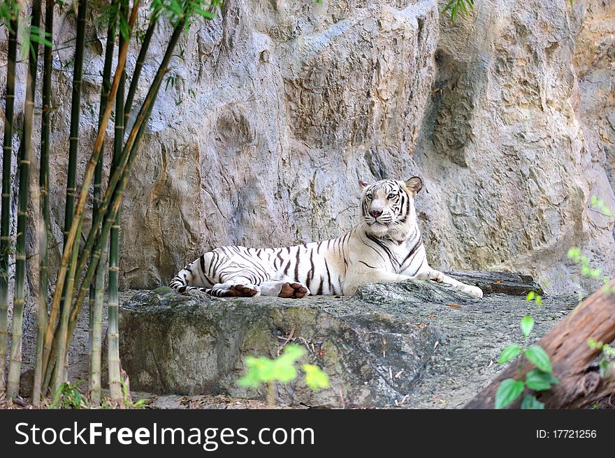 White Tiger