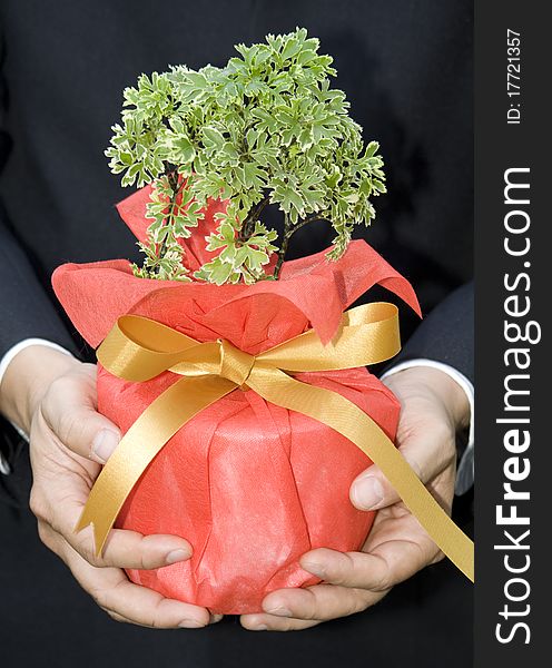 Businessman hold the tree in hands, In concept, return gift to the earth.