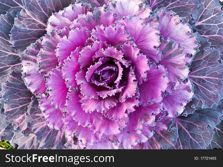 Red decorative cabbage in garden