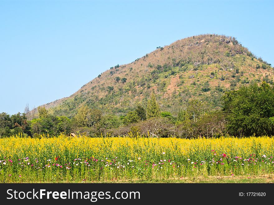 Colorful mountain view with flower garden in the front