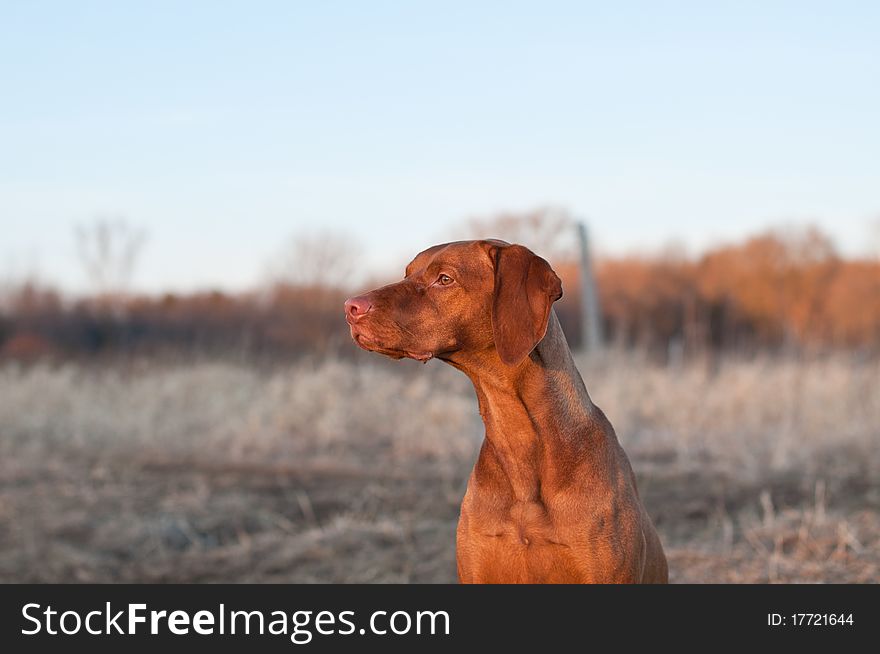 A portrait of a sitting Vizsla dog in a field the spring. A portrait of a sitting Vizsla dog in a field the spring.