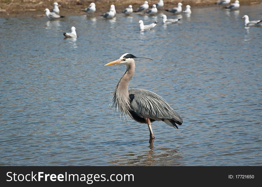 A Great Blue Heron wades in a suburban pond with seagulls in the background. A Great Blue Heron wades in a suburban pond with seagulls in the background.